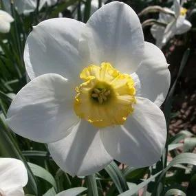 Loth Lorien Daffodil (Narcissus Loth Lorien) Img 3